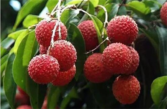 荔枝品种大全及图片,水培荔枝是什么品种的荔枝