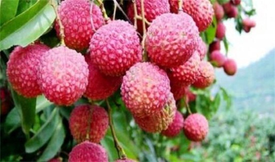 荔枝品种大全及图片,水培荔枝是什么品种的荔枝