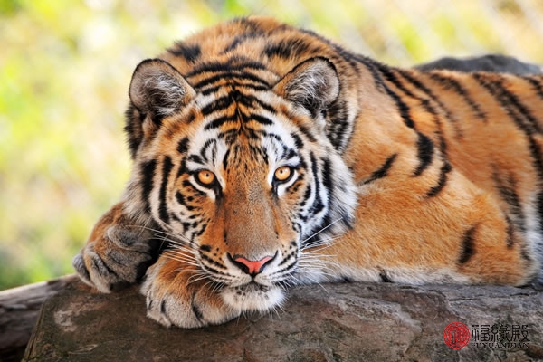 1974年属虎男与1974年属虎女婚配,1962年属虎和1974年属虎好吗