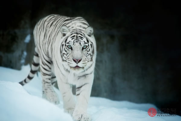 1974年属虎男与1974年属虎女婚配,1962年属虎和1974年属虎好吗