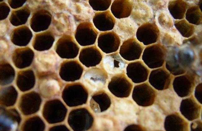 蜜蜂烂子病用什么药治,蜜蜂烂子病什么意思