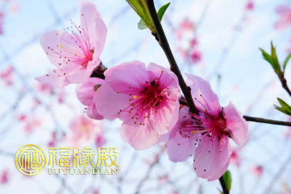 催桃花最灵验的方法,94年属狗催桃花最好最快的方法