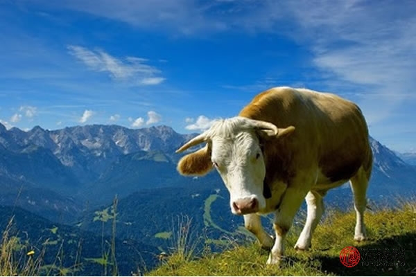 85年的属牛女的婚姻状况,85年属牛的和97年属牛婚姻相配吗