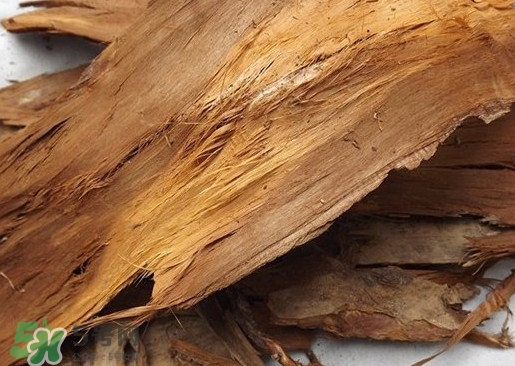 红豆杉皮多少一公斤,红豆杉叶多少一克