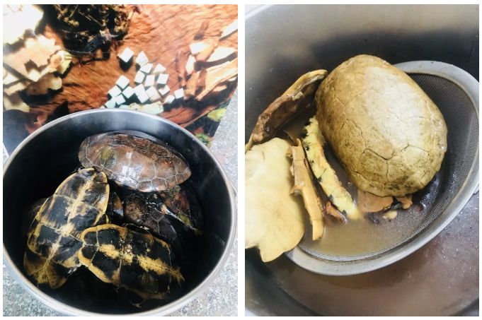 热卖龟苓膏,广州爆款龟苓膏