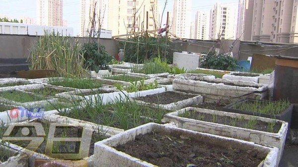 青岛这个居民楼顶变“开心农场”!近百个泡沫盒种了各种蔬菜
