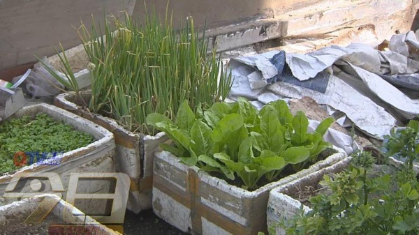 青岛这个居民楼顶变“开心农场”!近百个泡沫盒种了各种蔬菜