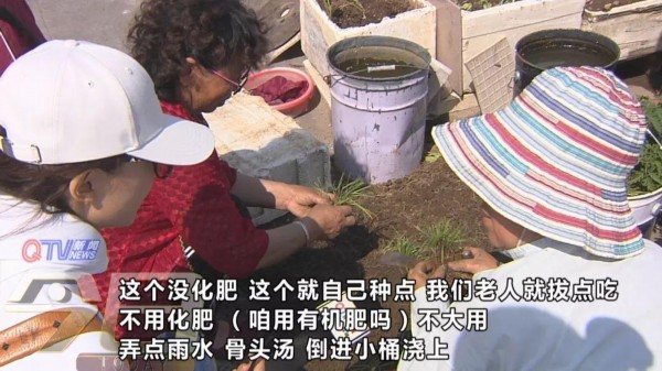 青岛这个居民楼顶变“开心农场”!近百个泡沫盒种了各种蔬菜