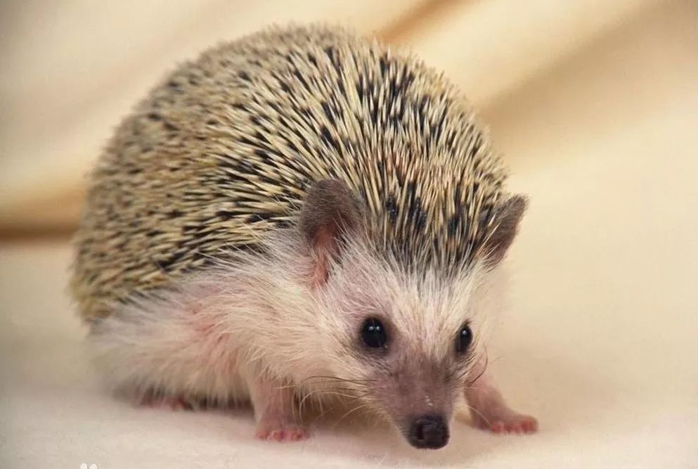 扎刺星人百科,扎星人刺猬养成攻略