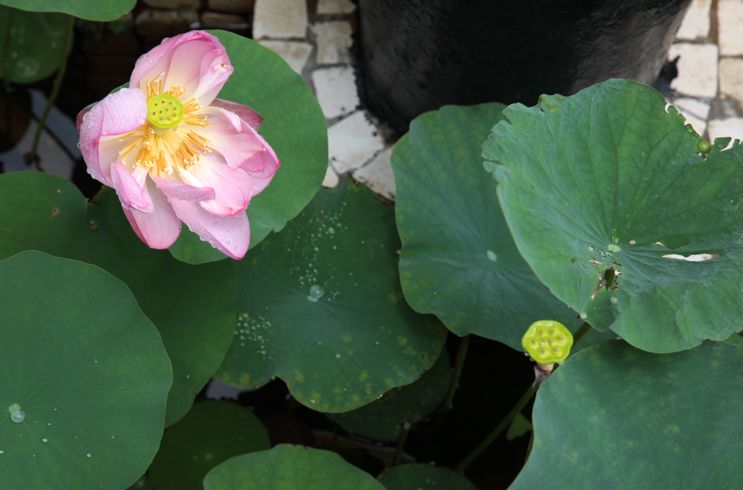 拒绝宅家!送你一份满足一家人的真·澳门最强攻略!只懂逛大三巴吃蛋挞?新鲜玩法超乎你的想象