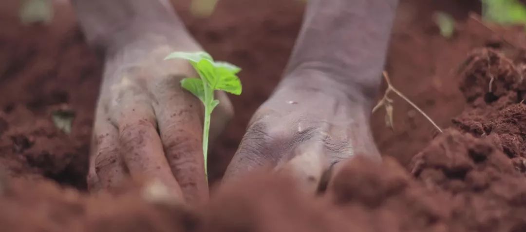 化肥为什么被称为“土地*片鸦**”?真相曝光了