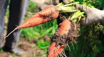 化肥为什么被称为“土地*片鸦**”?真相曝光了