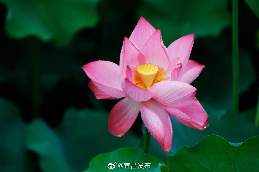 伍家岗区中学划片招生范围公布,伍家岗中小学报名通道