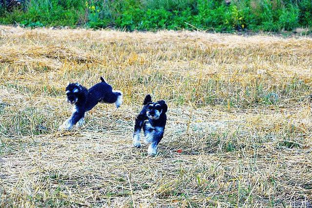 嘉瑞日记之呼伦贝尔——让呼伦贝尔风知道，让呼伦贝尔云知道