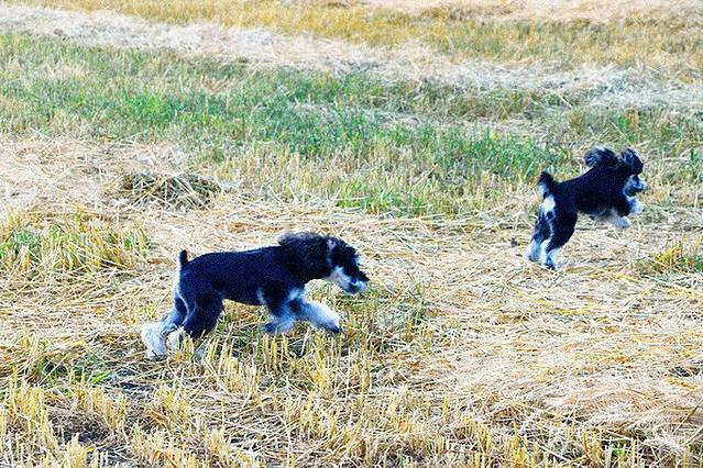 嘉瑞日记之呼伦贝尔——让呼伦贝尔风知道，让呼伦贝尔云知道