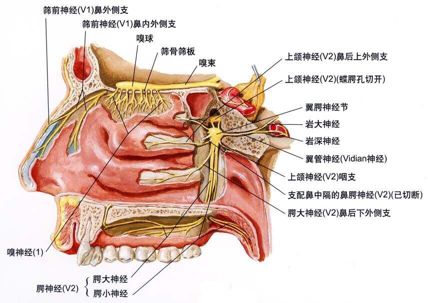 医生流鼻血的视频,医生流鼻血视频