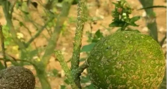柑橘高温高湿有什么影响,柑橘夏季高温天气打药注意什么