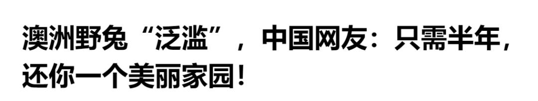 超级凶的青蟹,澳洲青蟹泛滥成灾