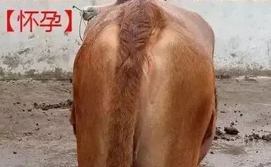 看牛眼知牛病,看牛鼻识别牛病