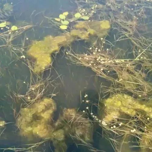 怎样避免水草养一段时间后腐烂,怎样防止水草根腐烂