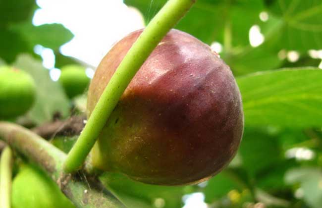 新鲜无花果怎么保存,无花果叶子怎么保存