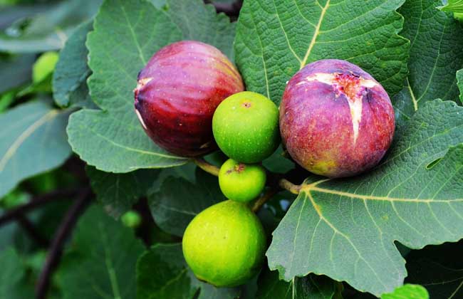 新鲜无花果怎么保存,无花果叶子怎么保存