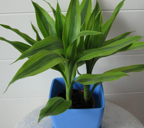 富贵竹怎么养才能长根,富贵竹怎么养才能快速长根