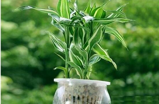 富贵竹怎么养才能长根,富贵竹怎么养才能快速长根