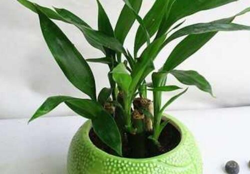 富贵竹怎么养才能长根,富贵竹怎么养才能快速长根