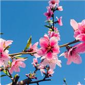 北矿科技是资源股吗,600980北矿科技股吧600868