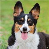 招商南油股吧,招商南油股吧601975