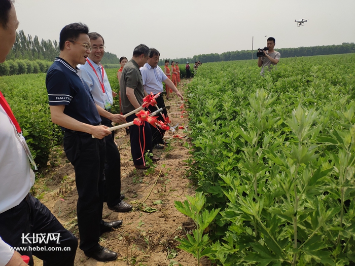 艾草能做什么来这里开开眼彭祖(世界)艾产业博览会在馆陶召开