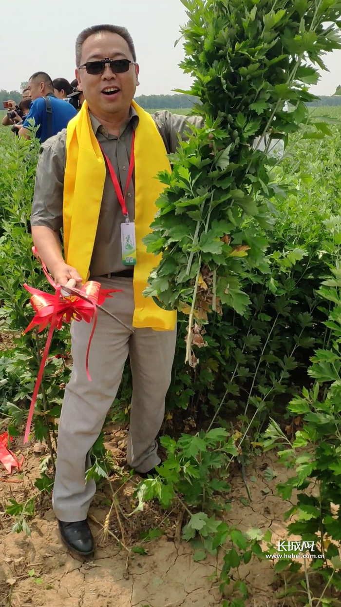 艾草能做什么来这里开开眼彭祖(世界)艾产业博览会在馆陶召开