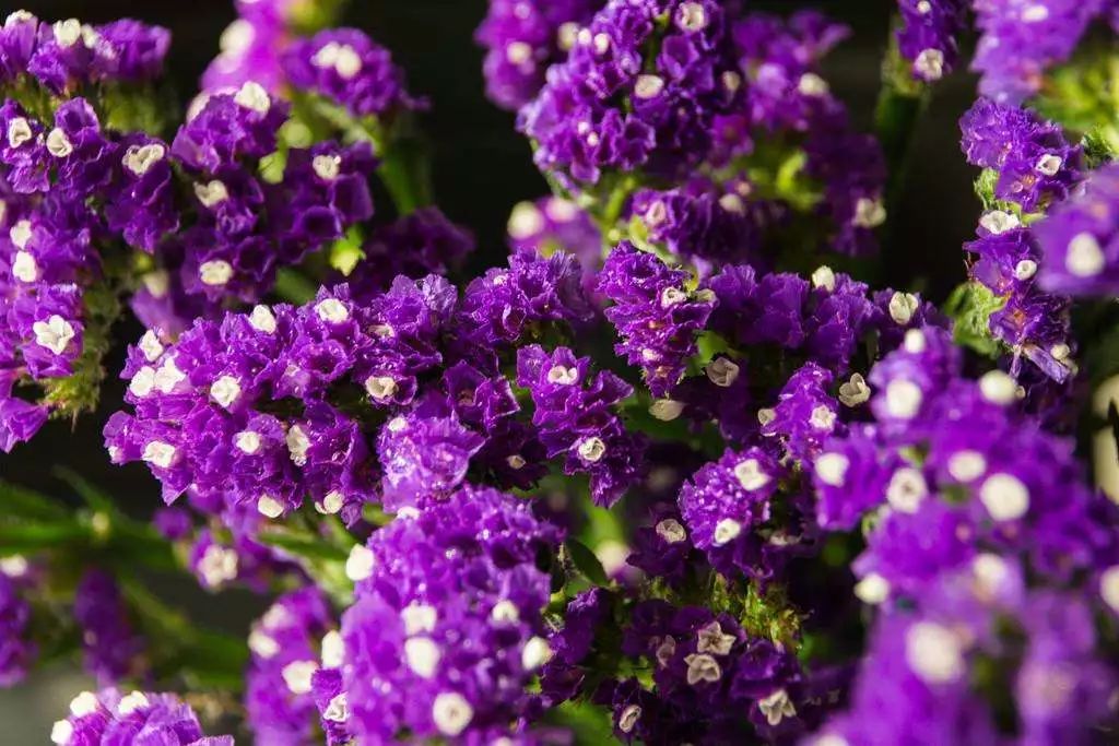 花之声新疆歌曲,花之声完整版原唱