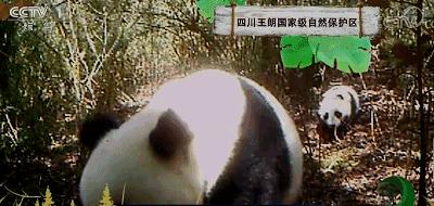 限时抢购||399元抢白马王朗酒店2大1小套票