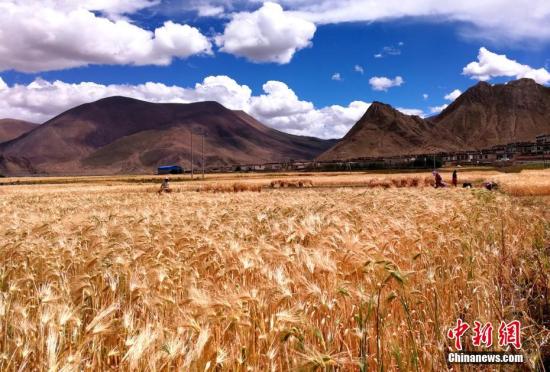 原来你是这样“富有”的*藏西**