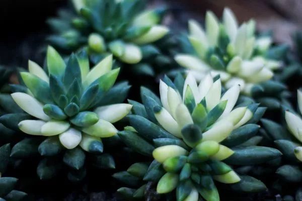 千佛手怎么养才会爆盆视频,千佛手多肉怎么养爆盆