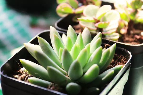 千佛手怎么养才会爆盆视频,千佛手多肉怎么养爆盆