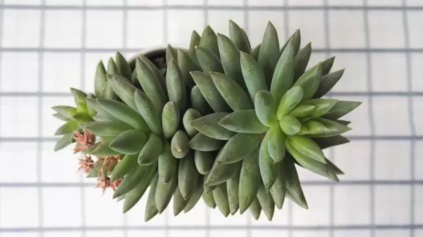 千佛手怎么养才会爆盆视频,千佛手多肉怎么养爆盆