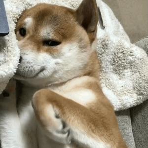 宠物用品微商怎么做,宠物用品微商的东西靠谱吗