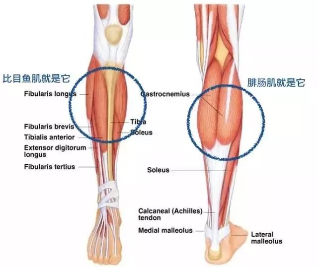 腿越来越粗越来越沉,肌肉腿怎么变细变直拉伸