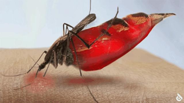 和隐翅虫差不多的黑色吸血虫,少见的吸血虫