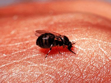 和隐翅虫差不多的黑色吸血虫,少见的吸血虫