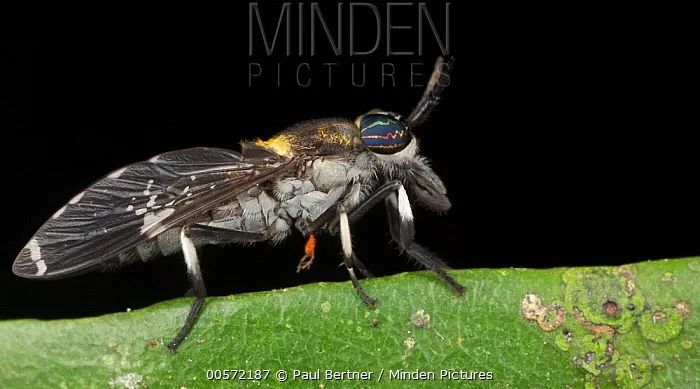 和隐翅虫差不多的黑色吸血虫,少见的吸血虫