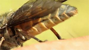 和隐翅虫差不多的黑色吸血虫,少见的吸血虫