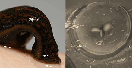 和隐翅虫差不多的黑色吸血虫,少见的吸血虫