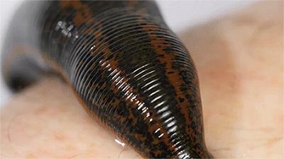 和隐翅虫差不多的黑色吸血虫,少见的吸血虫