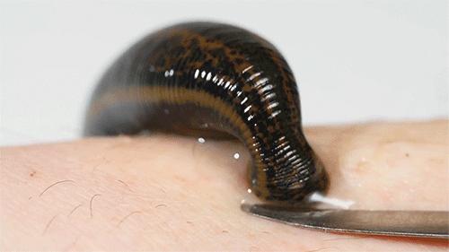 和隐翅虫差不多的黑色吸血虫,少见的吸血虫