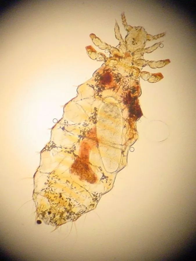 和隐翅虫差不多的黑色吸血虫,少见的吸血虫