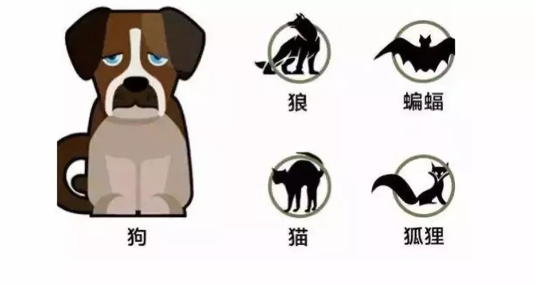 被老鼠咬后多少天内打疫苗有效,被老鼠咬了石家庄哪里能打疫苗